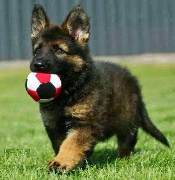 Toy Breed for sell in German Shepherd for sell in