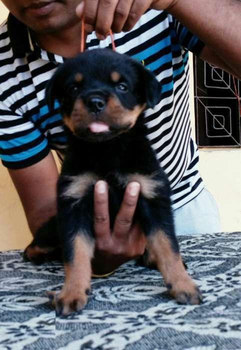 Cash on Delivery all breed DOG pups with paper