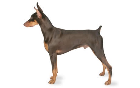 Doberman pure bread with tail 2 5month old 10000