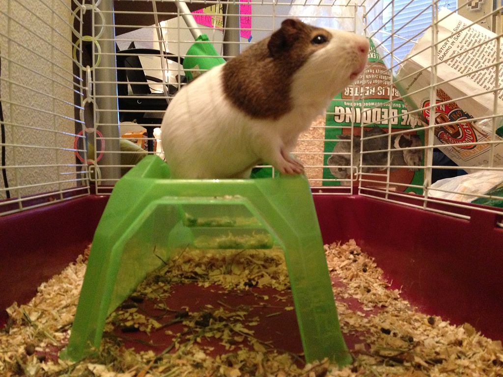 Guinea pig pair with very good quality cage