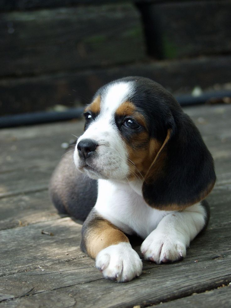 small breed Shihtzu pups Beagle pug