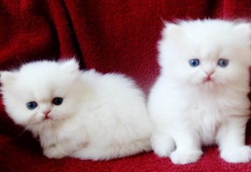 Persian kittens cat