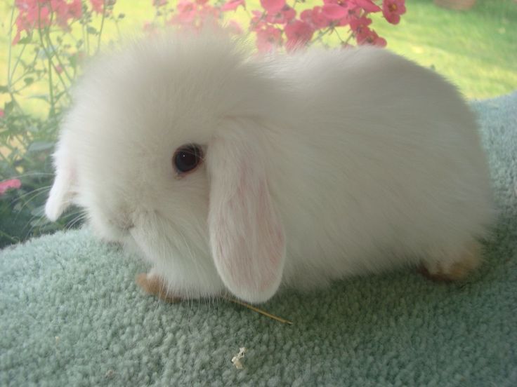 Cute pure white female rabbit