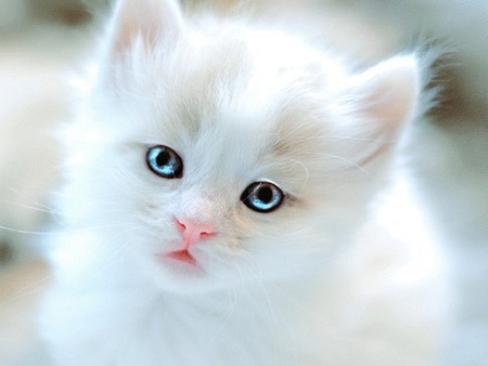 Gray And White Fur Kitten