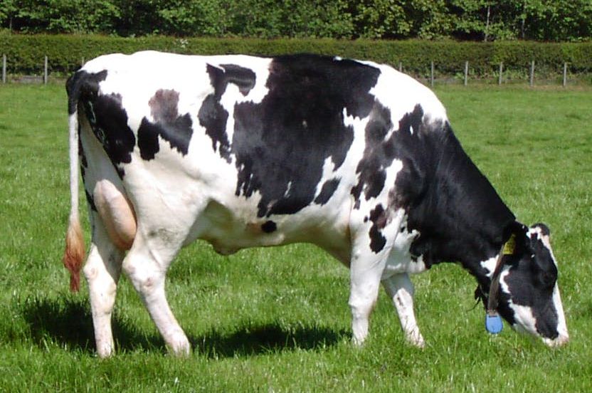 Good cow 16 liter per day
