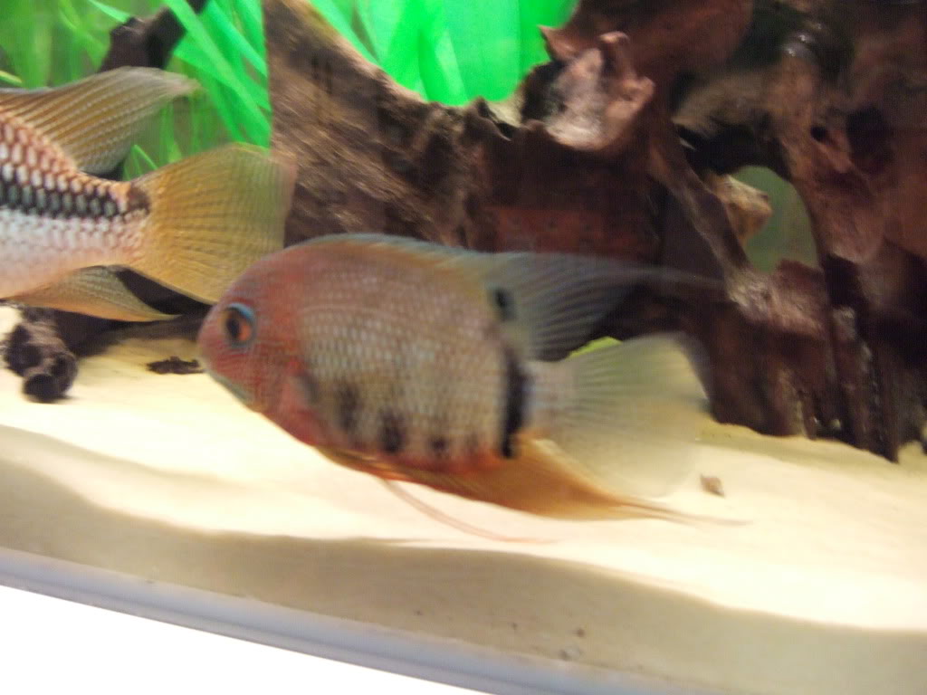 Jaquar Fish confirmed breeding pair 7 inches