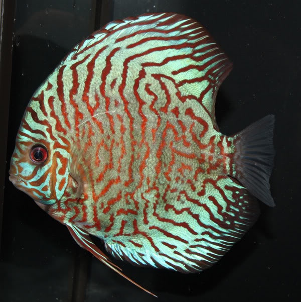 Imported tigr turquoise discus fish