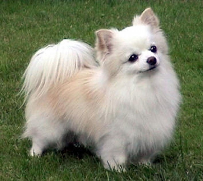 White pomeranian Long Coated Puppy