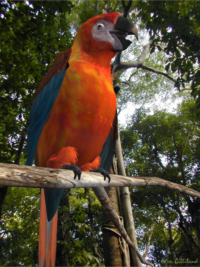 Red Cuban Macaw Parrot