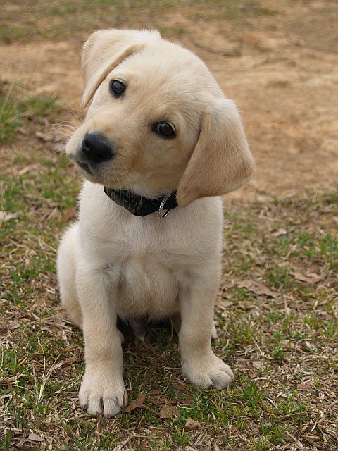 Cute yellow labrador puppy