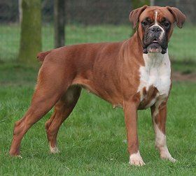 Dogs world introduce boxer