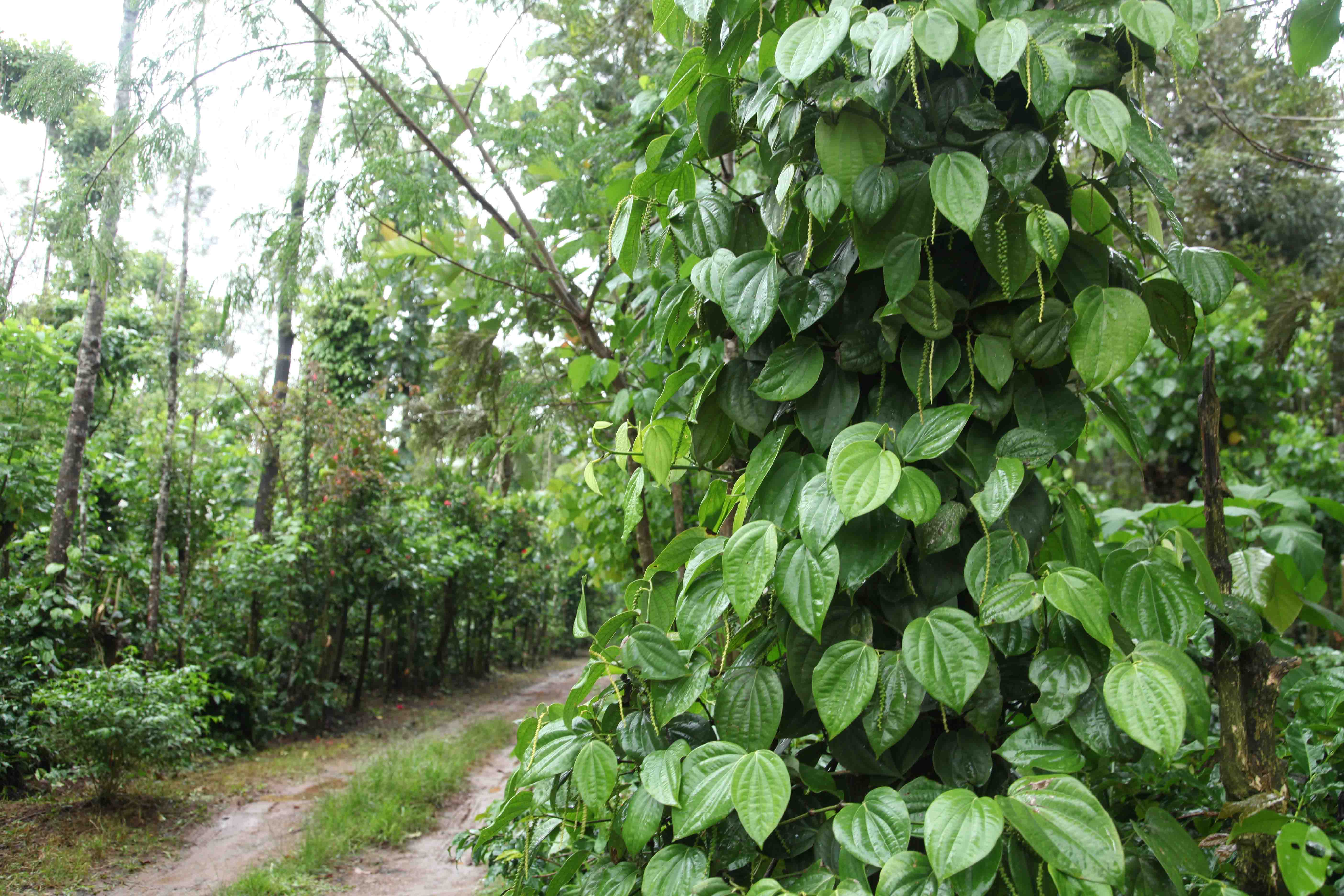 60 Acre Coffee Estate for sale in belur