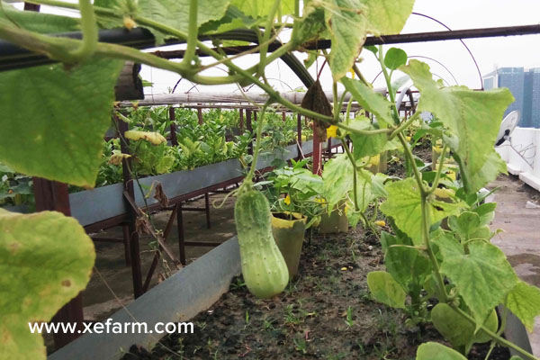 XeFarm Rooftop Organic Farming