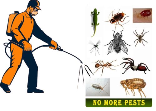 Pest Control Service in Mumbai with affordable Cost