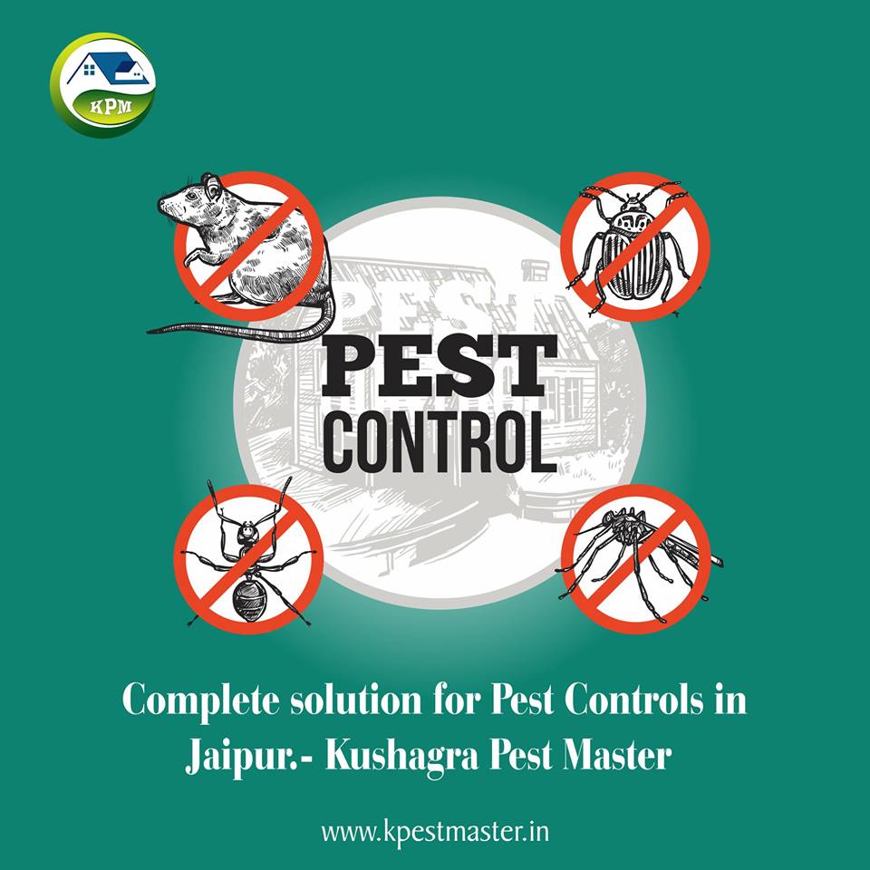 Best Pest Control service